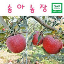 [송아농장] 맑고 깨끗한 얼음골사과 GAP인증 산지직송 5KG/10KG, 10kg 32과, 1개
