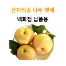 정직한농산물 나주배 명절 선물세트, 1개, 01. 5kg 나주배 (대형마트납품용)
