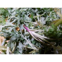 여수 거문도 쑥 1kg 해풍맞은 생쑥 농부직송, 1박스, 1Kg(해풍쑥)
