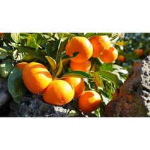 제주산지직송 갓따서출고 레드향 한라봉 가정용(못난이) 선물세트 초특가 세일판매중5kg~1.5kg, 01.레드향(못난이) 2.5kg