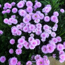 겹공작아스타-라이트핑크 노지월동다년초 (묘종3개묶음) 가을개화 10cm화분묘 [꽃심야생화], 1개