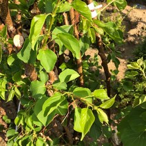 B3-60(극조생)살구나무 묘목판매 (청아원예조경), 살구B3-60 중묘