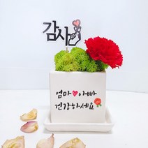 스마일컴퍼니 감사 캘리그라피 모스 화분선물세트, (라)_감사 카네이션 캘리 모스-엄마아빠 건강 캘리