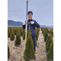 조경수 / 에메랄드그린 / 문그로우 / 묘목 / 나무 / 조경수 / 정원수 / 울타리, 20개