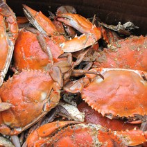 꽃게 당일조업 급랭 꽃게 숫게 소 대 사이즈 3 4미 1kg, 숫게(중-대)1kg