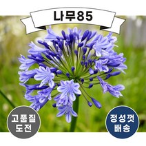 (나무85) 아가판서스 숙근 3종, 트위스터