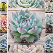 다육 식물 [ 기간한정 특별구성 8종], 3번- 8종 모두