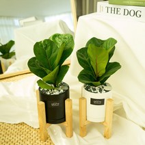 그라토 실내공기정화식물 떡갈 고무나무 미니화분 우드스탠드 산세베리아 화분, 소형화분 화이트 + 우드스탠드