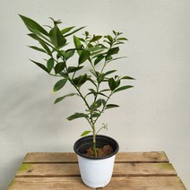14900 찐 레몬나무 중품 30~50cm, 1개