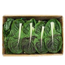 잎치콘(1.8kg - 2kg), 단품