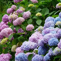 엔들레스 썸머 수국 6종 중 1선택 묘목 포트묘 화분묘 오리지널 볼륨스타 썸머러브 더브라이드 트위스트앤샤우트, 06. 메구미