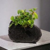 미미네아쿠아 화산석 활착수초 부세 웨이비그린.미미네아쿠아