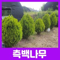 합리적 가격의 우수한 측백나무묘목(황금측백 에메랄드 그린)뿌리묘 분묘, 에메랄드 그린 25cm이상 포트묘
