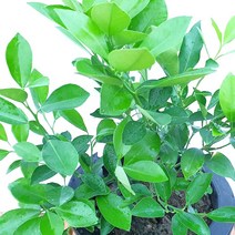 결실주 유주나무 중형 향기 묘목 황금빛 열매 화분 키우기