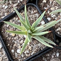 [올식스] 취상금 1호, 1개