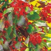 산수유 나무 소교목 종자 품종 식물 씨 씨앗 100립