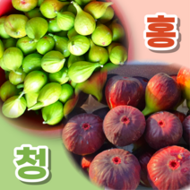 [백화점 납품] 영암 신안 산지직송 제철과일 생 무화과 홍무화과 청무화과 1kg 2kg, 1개, 1-2) 홍무화과 2kg