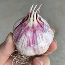 [한정할인]의성마늘 햇마늘 육쪽마늘 저장용 통마늘 1접(100개 좌우), 소