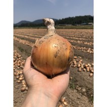햇양파 2kg 3kg 5kg 10kg 친환경 무농약 양파, 친환경 무농약 햇 양파2kg, 1개