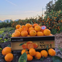 제주 고당도 타이백 타이벡 5kg 10kg, 꼬마 - 3kg, 2.제주 고당도 하우스 감귤