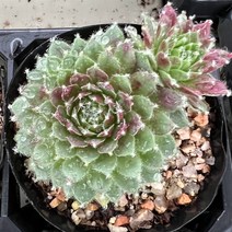 [올식스] 붉은솜털바위솔 S, 1개