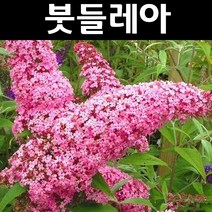 붓들레아/핑크딜라이트 나무 묘목 6치포트 1개/정원/공원/조경수
