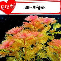 [물멍초] 없어선 안될 기본 붉은 수초 레드카붐바 10촉