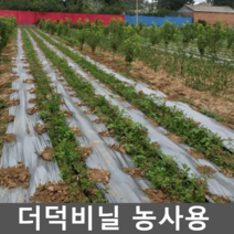 더덕비닐 농사용 멀칭 텃밭 필름 씨앗 상추 도라지, 10. 1.2m 830m (굵은 1선)