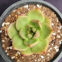 [메카다육]46-0831 원종 베션 오리지널(에케베리아) 화분포함 다육식물 선인장 다육금 다육철화 두들레야 아프리카식물 코노피튬 하월시아 수입다육이 국민이, 1개