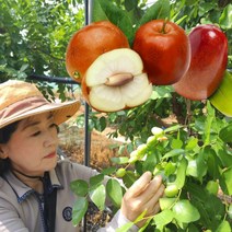 보은 생 햇 대추 사과대추 1kg, 1개, 사과대추 1kg 특대과 (35~45과)