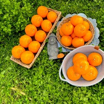 품질보증 제주 고당도 제철과일 천혜향 3kg 5kg 10kg 가정용/선물용, 제주 고당도 천혜향 5kg(가정용)