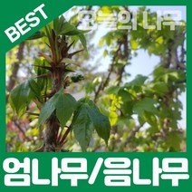 가시있는 엄나무(음나무)/가시없는 엄나무(음나무) 판매중, 가시있는 엄나무(음나무)상묘, 1개