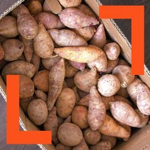 파머스넷 2023년 갓 수확한 햇 한입 고구마, 한입고구마 3kg, 1개
