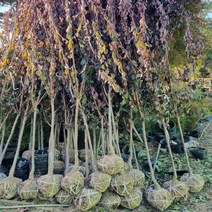 [LY] 자두(왕피자두) 특묘목 1주 (LY 5H1033EA ), ＠릴리쿠팡▶ 본상품선택