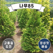 (나무85)서양측백 골든브라반트 4치 장포트