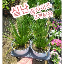 실난-나도샤프란-중 3개묶음/ 꽃말은 즐거움 지나간 행복 샤프란의 생김과 비슷하다고 나도샤프란, 3개
