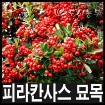 피라칸사스/피라칸사스묘목/공원수/울타리/도시농부, 피라칸사스 H1.2(1.2m) 1주