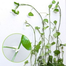 베란다 가지 호박 오이 덩쿨 지주대 후크 10pcs 대형