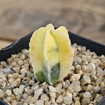 난봉옥금 -0805 아프리카식물 다육식물 미니식물 소형식물 키우기좋은식물 키우기쉬운식물 코노피튬 귀여운식물 리톱스 희귀한식물 테라리움 다육이DIY 2934 에이플랜트, 1개