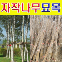 (D소망)백자작(자작나무)묘목(3년생) 10그루