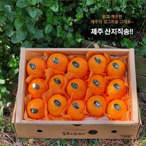 - 3일간반짝할인 - 카라향 3kg(로얄과 선물용 12~17수 ) 상큼함이 팡팡터지는 제주의봄 과일선물세트 박스무게포함, 고급이중포장 카라향 3kg(선물용 12~17수)