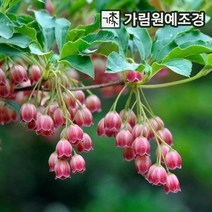 단풍철쭉 백색꽃 레드벨스 캄파눌라투스 가림원예조경, 레드벨스 C2화분