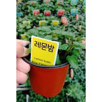 레몬밤/잎에서는 민트 향이 나고 맛을 달콤한 레몬 맛이 나는 것이 특징