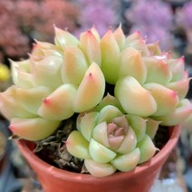 꽃보다 예쁜 다육이 8종 모아보기, 말간