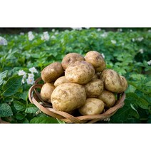 23년 정직한먹거리 감자 사이즈별 3kg 5kg 10kg, 3kg (특), 1개