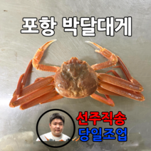 산지직송 포항 구룡포 박달 영덕 당일 국산 대게, 박달대게 [중] (9.5cm~9.9cm) 3마리