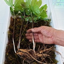 장뇌삼 8년근x10뿌리 국내산 산양삼 자연산삼, 1박스