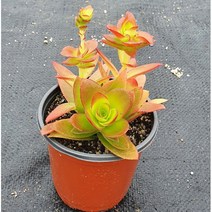 [다육식물]화제, 1개