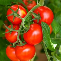 영화청과 특급 방울토마토 3kg 즙 요리 재배 주스 보관법 못난이 당도, 상세페이지 참조