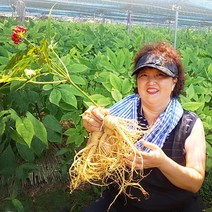 후금이네 가정용 햇 수삼 세척인삼, 1개, 500g 6년근 7-10뿌리